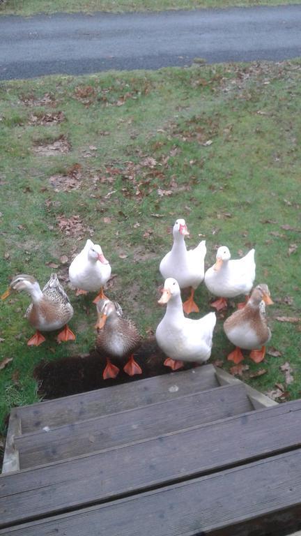 Hebergement Dans Un Domaine A Litteau Dış mekan fotoğraf